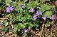 violette des bois (Viola reichenbachiana)