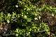 h&eacute;ll&eacute;bore f&eacute;tide (Helleborus foetidus)