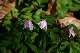 an&eacute;mone des bois (Anemone nemerosa)