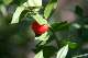 fragon (Ruscus aculeatus), fruit