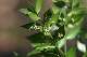 fragon (Ruscus aculeatus), fleur