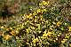 ajonc (Ulex europaeus)