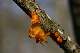tr&eacute;melle (Tremella mesenterica)