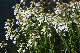 cardamine des pr&eacute;s, cresson des pr&eacute;s (Cardamine pratensis)