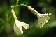 ravenelle (Raphanus raphanistrum)