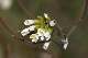cardamine am&egrave;re ((Cardamine amara)