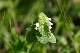 lamier pourpre, forme &agrave; fleurs blanches (Lamium purpureum)