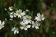 stellaire (Stellaria holostea)