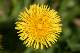 pissenlit, dent-de-lion (Taraxacum sp.)