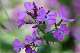 monnaie-du-pape, herbe aux &eacute;cus (Lunaria annua)