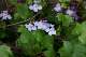 linaire des murailles (Cymbalaria muralis)