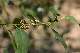 houx en boutons (Ilex aquifolium)