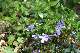 petite pervenche (Vinca minor)