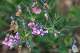 gesse (Lathyrus sp.) ???