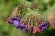 pulmonaire officilale (Pulmonaria officinalis)