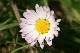 p&acirc;querette (Bellis perennis)