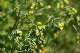 s&eacute;ne&ccedil;on commun (Senecio vulgaris)