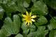 ficaire (Ranunculus ficaria)