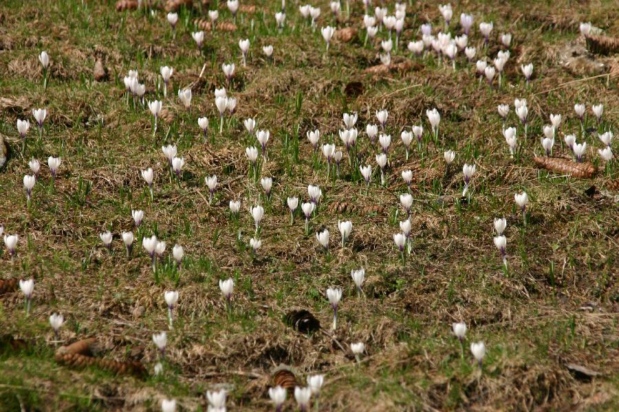 les crocus annoncent le printemps